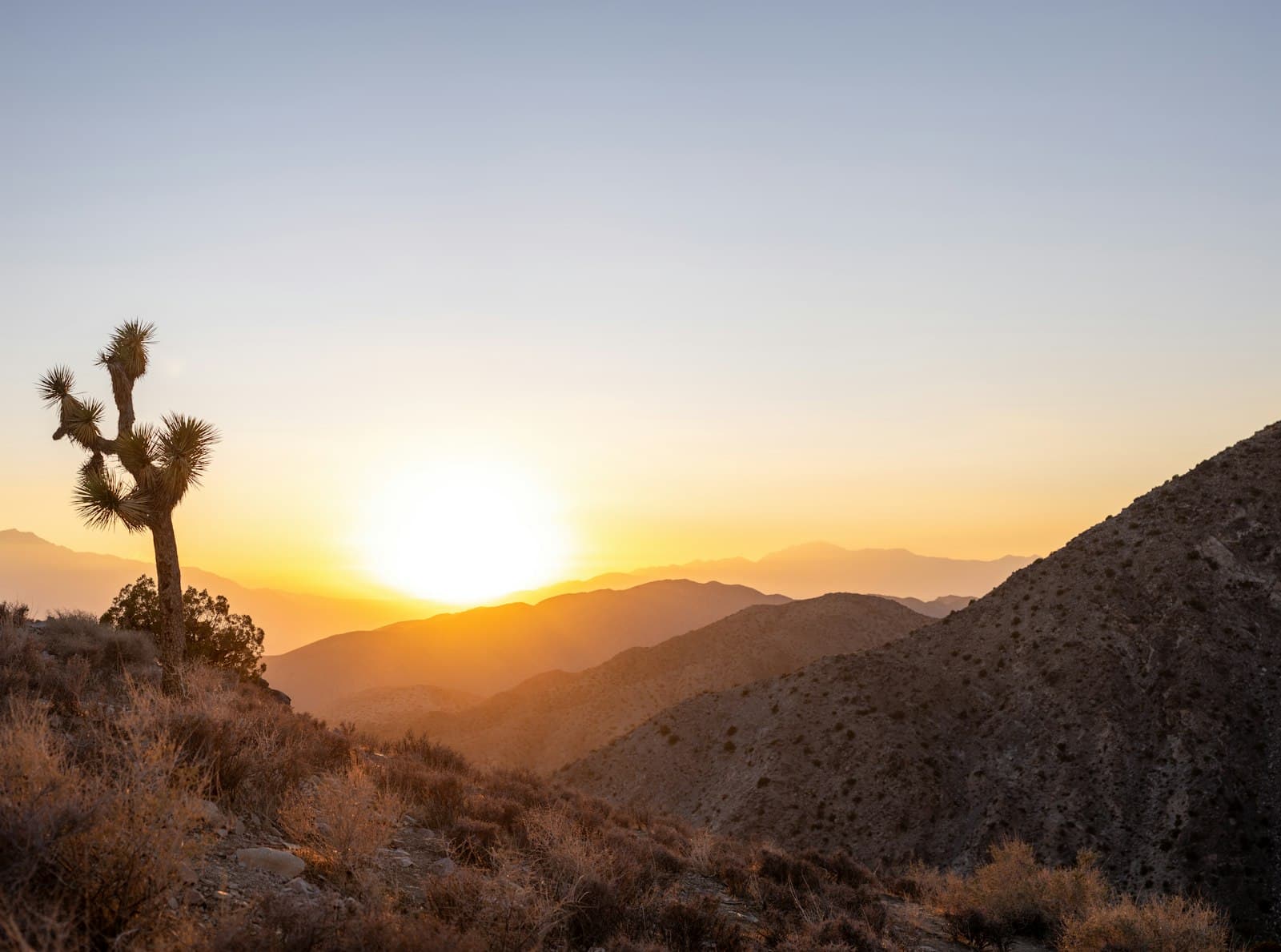 Desert & Joshua Tree