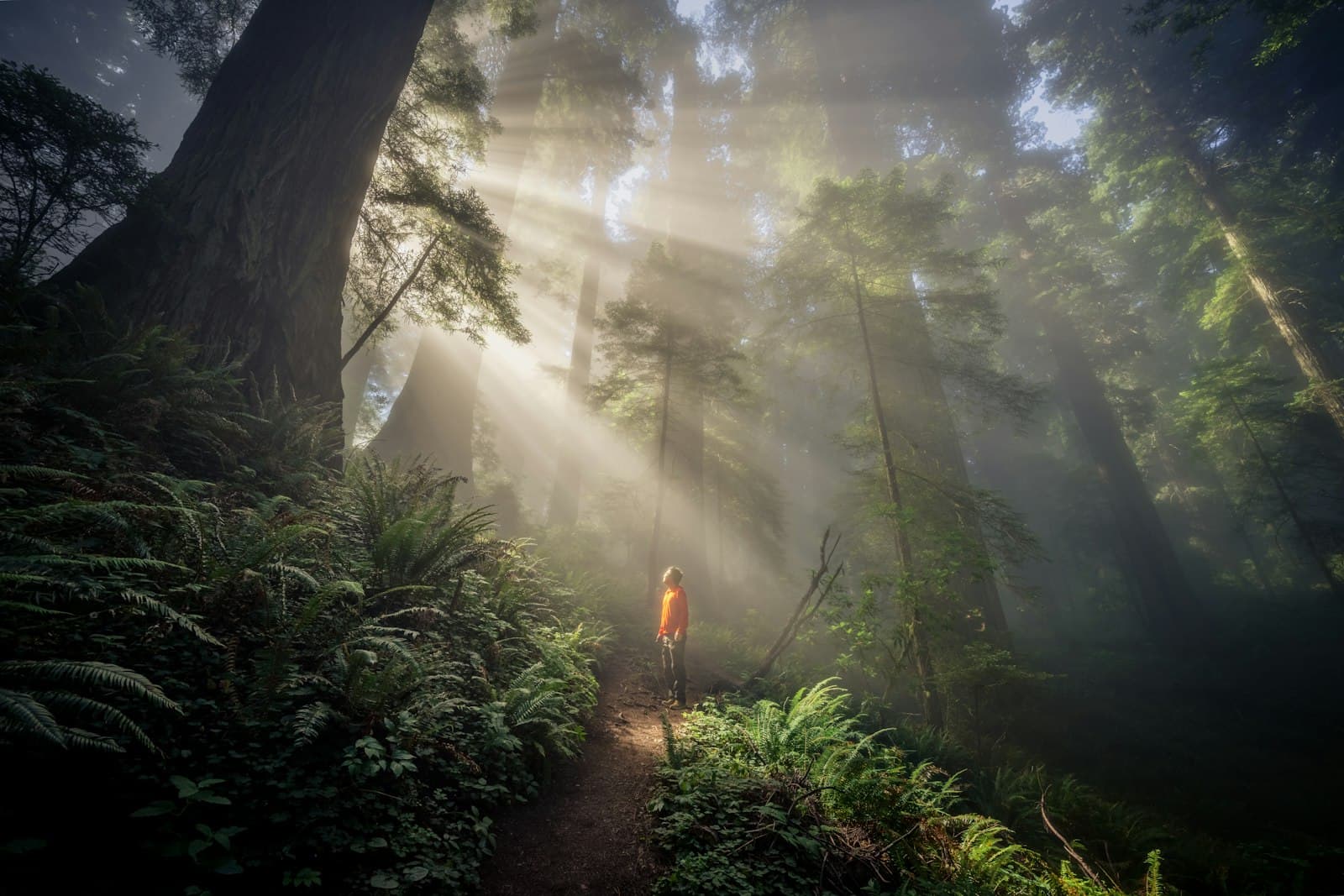 Redwood Coast & Lost Coast