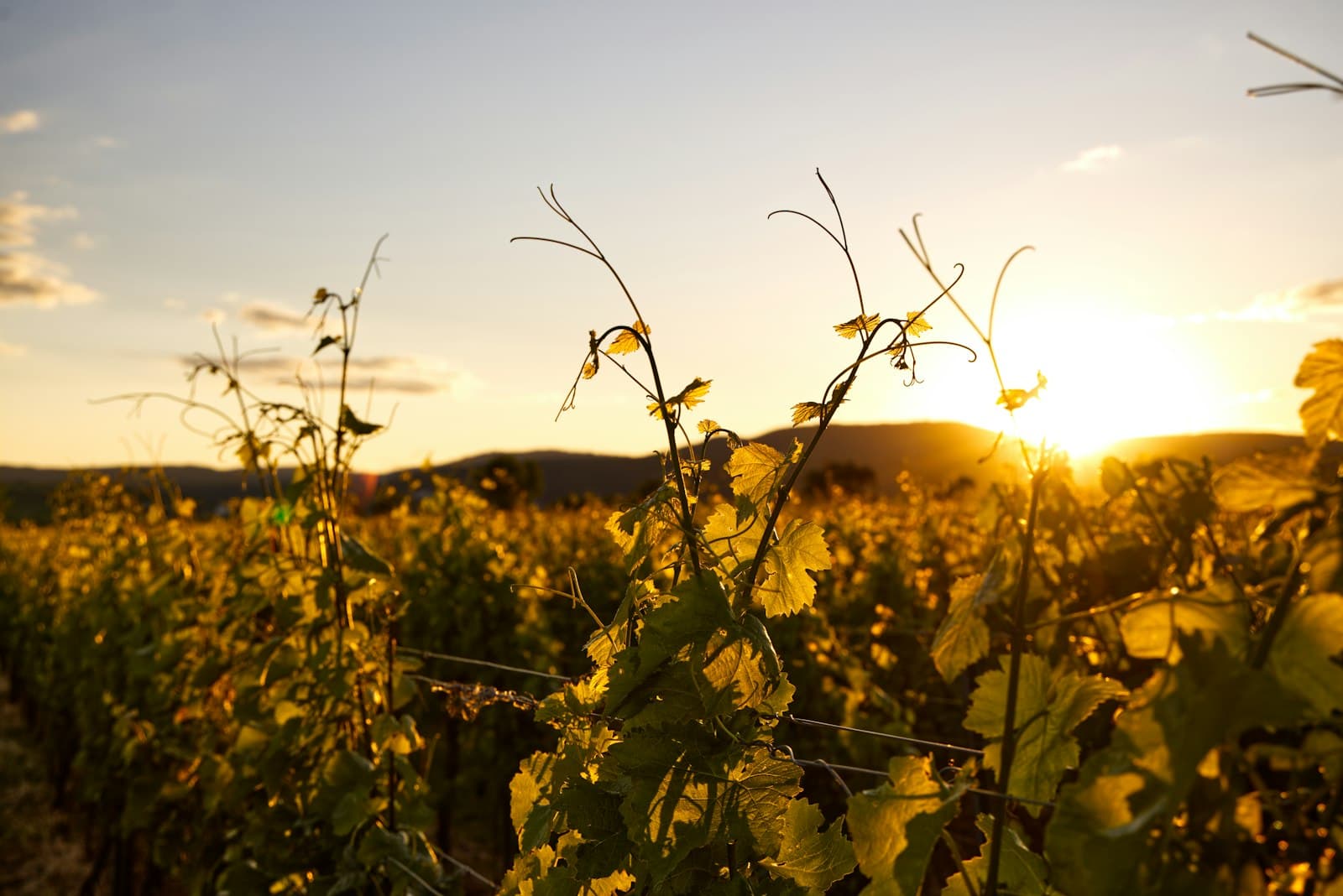 Wine Country